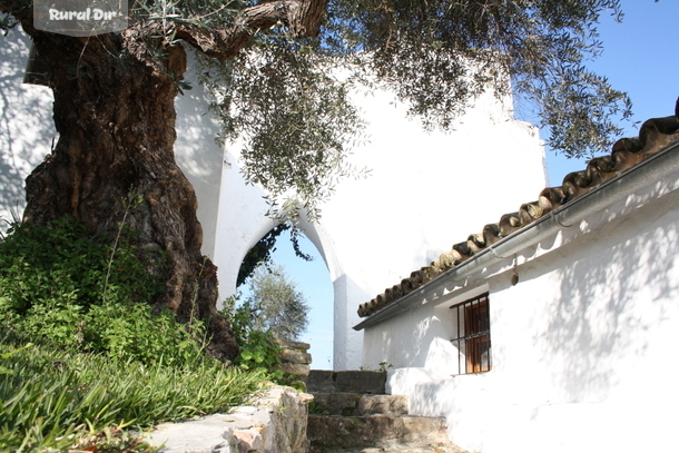 Olivo centenario junto a la casa de la casa rural Finca El Molinillo