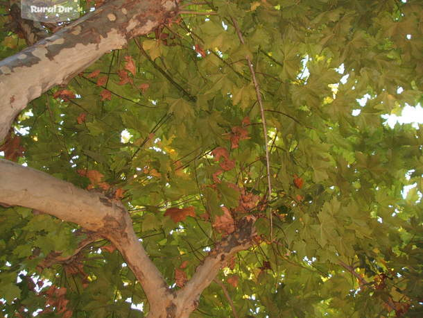 ZONA DE SOMBRA PERMANENTE de la casa rural Casa rural atuvera