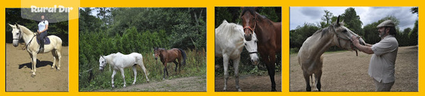 Algunos de nuestros caballos de la actividad rural Os Parrulos