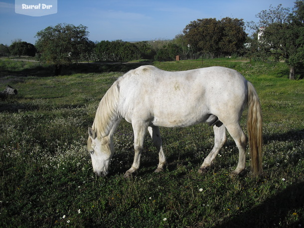 caballos de la actividad rural Rutas a Caballo
