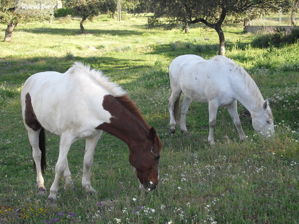 Caballos de la actividad rural Rutas a Caballo