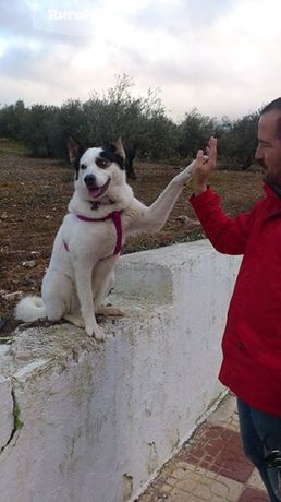 Curso de obediencia y actividades caninas de la actividad rural Curso de obediencia y actividades caninas