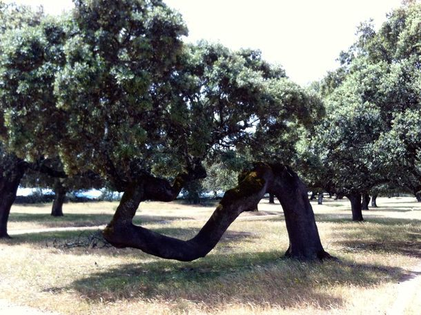 Las formas de la Naturaleza de la actividad rural Dehesando - Visitas guiadas